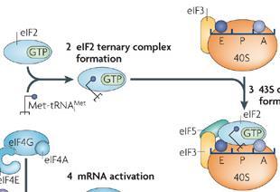 Translation Initiation: (2) -trna i Transport - Ribosome undergoes a constant recycling process whereby it assembles prior to initiation of each round of polypeptide synthesis that terminates with