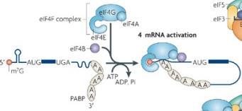 Translation Initiation: (3) mrna Packaging - Although mrnas harbor multiple AUG codons, the first (or the leading) AUG codon immediately following the 5 -UTR sequence serves as the initiation codon