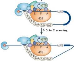 Translation Initiation: (5) mrna Scanning p48s complex (during mrna attachment) 4G 4E 5 2 4A 3 4B 1A 1 5 p48s complex (during mrna scanning) - In sync with the assembly of the p48s complex, the 40S