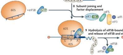 Translation Initiation: (7) Ribosomal Subunit Association 48S complex 4E 4G 5 4A 3 1 4B 2 1A + 7 eif5b-gtp 60S subunit - Binding of GTP-bound eif5b to the 48S complex triggers eif2-catalyzed