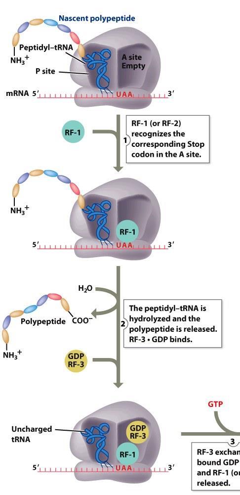 Translation Termination: (1) Polypeptide Release erf1 (1) Polypeptide Release - When the ribosome encounters one of the three stop codons UAA, UGA or UAG at the A-site, it comes to a grinding halt