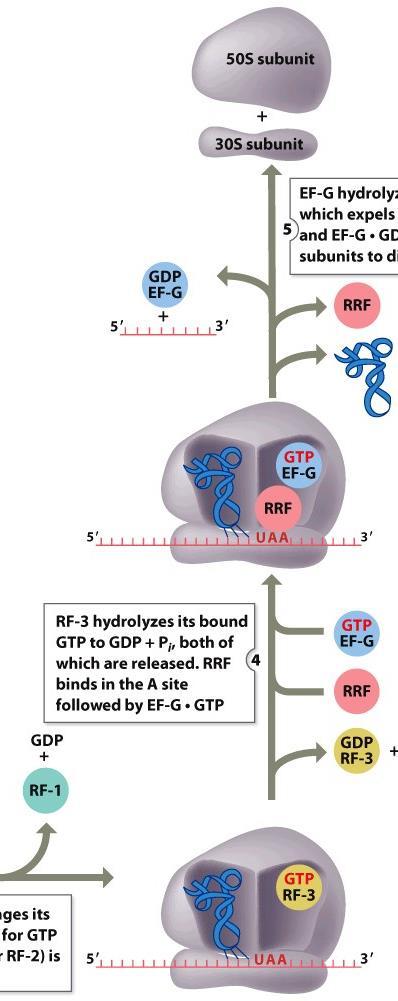 Translation Termination: (2) Ribosomal Recycling 60S 40S - erf3 undergoes GDP-GTP exchange in order to induce a conformational change within the ribosome so as to facilitate the release of erf1 (2)