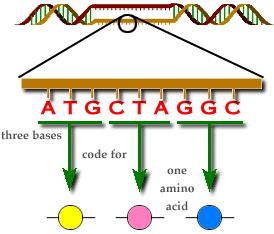 mrna Codon - In order to serve as the link between DNA and proteins, mrna harbors a code in the form of its nucleotide sequence - Such a code (or information) is divided up into a continuous triplet