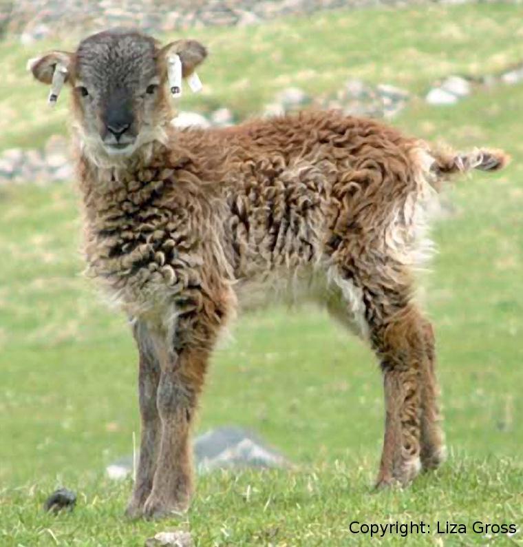 Application to Soay sheep MRR data capture histories for 1344 female Soay sheep, 1985{2009 four dierent age groups: lambs (< 1), yearlings (1{2), adults (2{7) and seniors (> 7)
