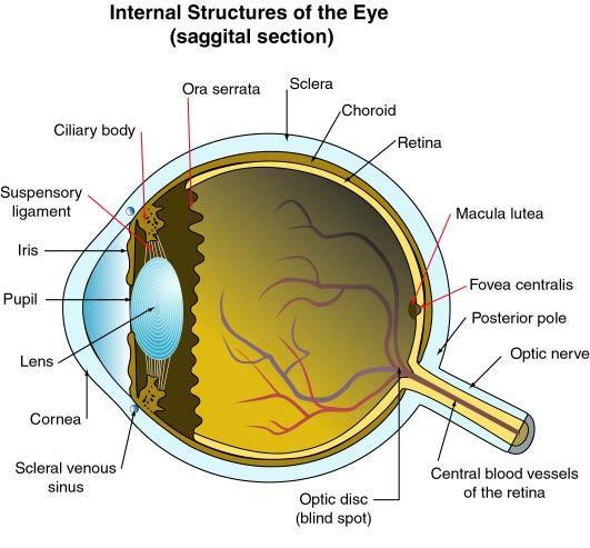 (e.g.: light photoreceptors in the eye;