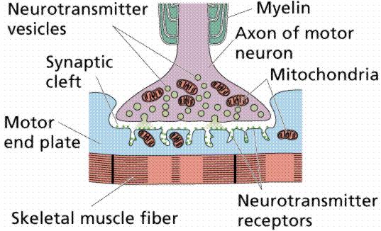 Motor Neuron