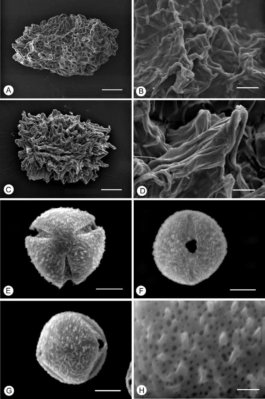 CHEN et al. Swertia changii (Gentianaceae) a new species from Taiwan 159 Figure 5. SEM photographs of seeds and pollen grains of Swertia changii (A, B, E-H), and seeds of S.