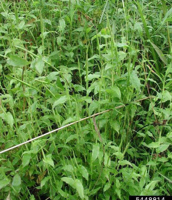 Arthraxon hispidus Hairy Jointgrass