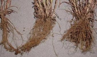 root system.
