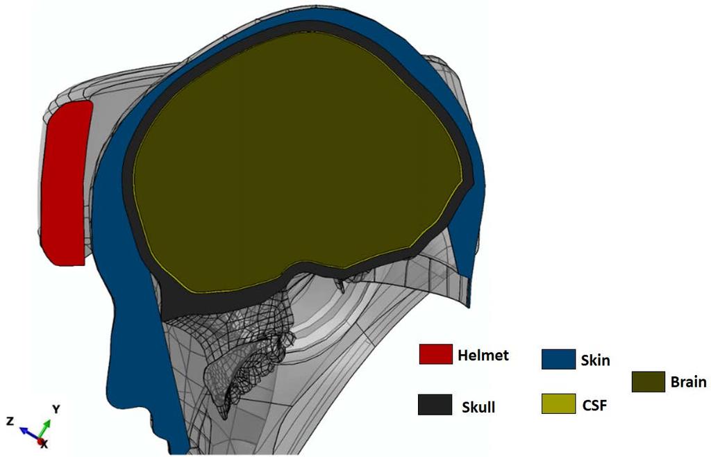 Using a CMM laser device (optical laser), the point cloud of head, face and helmet was obtained.