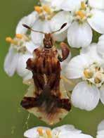 (w/slug) Predators: Lady Beetles Minute Pirate Bug