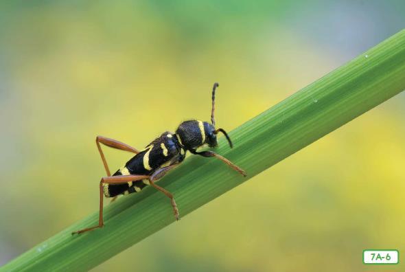 Wasp Beetle- 7A-6 Mimicry, or animal look-alikes, is another way beetles protect themselves. Look at this beetle. What does it look like?