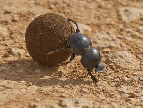 Dung Beetle, rolling ball of dung- 7A-10 Dung beetles are named for the food that they eat. Dung is manure, the solid waste of animals.
