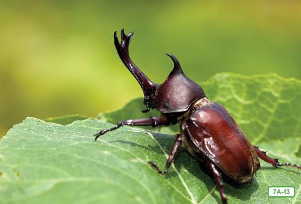 Rhinoceros Beetle-7A-13 Horned beetles, like this rhinoceros beetle, include some of the largest beetles in the world.