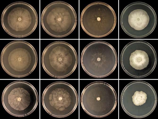 P.M. Scott et al.: Phytophthora multivora in Western Australia 9 a b c d e f Fig. 5 a d. Oogonia of Phytophthora multivora with paragynous antheridia and plerotic oospores on V8 agar. a. Juvenile oogonium with thin-walled oospore and undifferentiated cytoplasm; b d.