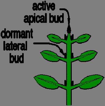 Chemical Approach to Branching Goal is to improve plant architecture Branching