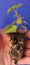¹ Leucanthemum Agastache Gaura Salvia Nature of Study Treatments were applied to