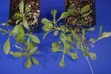 Configure on Cosmos Treatment caused distorted leaves Distorted leaves Delosperma cooperi Table