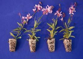 Configure on Gaura Gaura Siskyou Pink at 4 WAT 300 x 1 300 x 2 600ppm Increased shoots and lateral