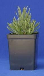 Lavandula x intermedia Provence Common name lavender Herbaceous perennial hardy in zones 5-8 Tested