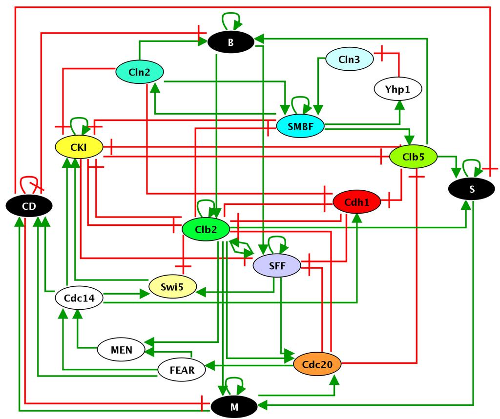 Figure 2: Budding yeast cell cycle regulatory graph build on the basis of [74].