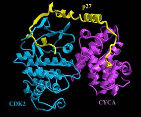 Crystal structure p27 (Kip1) is shown bound to the CyclinA-Cdk2 complex, provoking profound changes in the kinase active site and rendering