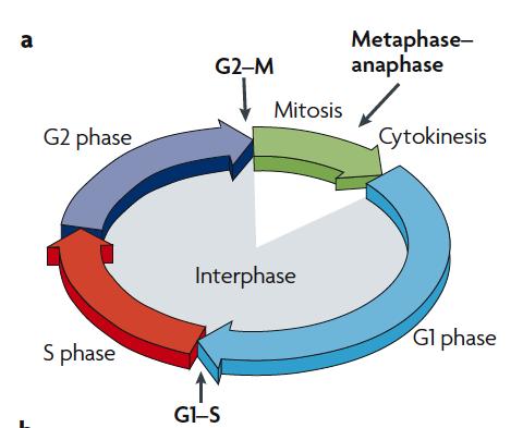 The classical model of cell-cycle control Nature Reviews Molecular Cell Biology 9, 910-916 (2008) Cyclin-dependent kinases (cdks) trigger the transition from G 1 to S phase and from G 2 to M phase by