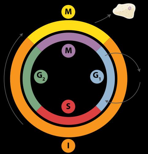 Activity during 4 phases M phase itself is composed of 2 tightly coupled processes: - mitosis, in which the cell's chromosomes are divided