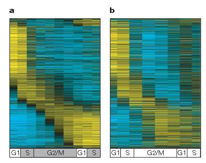 Independent transcriptional program The periodic transcription program is largely intact in cyclin mutant cells that arrest at the G1/S border.