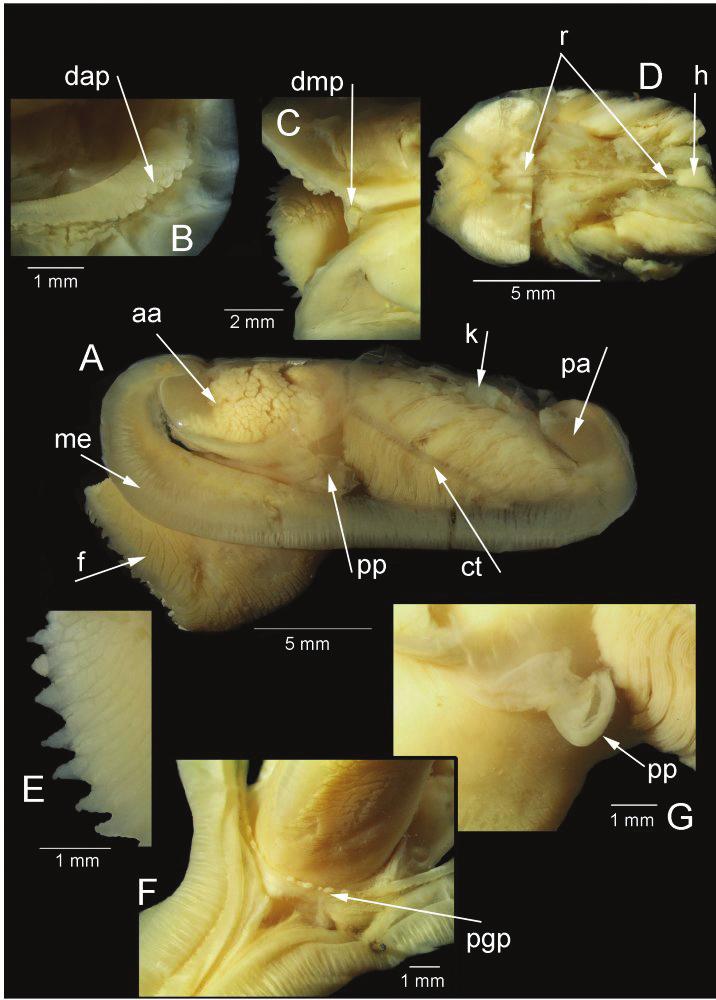Chemosymbiotic bivalves from the Gulf of Cadiz 11 Figure 4. Solemya (Petrasma) elarraichensis sp. n., Pen Duick, stn. AT407GR, 560m. Anatomy.