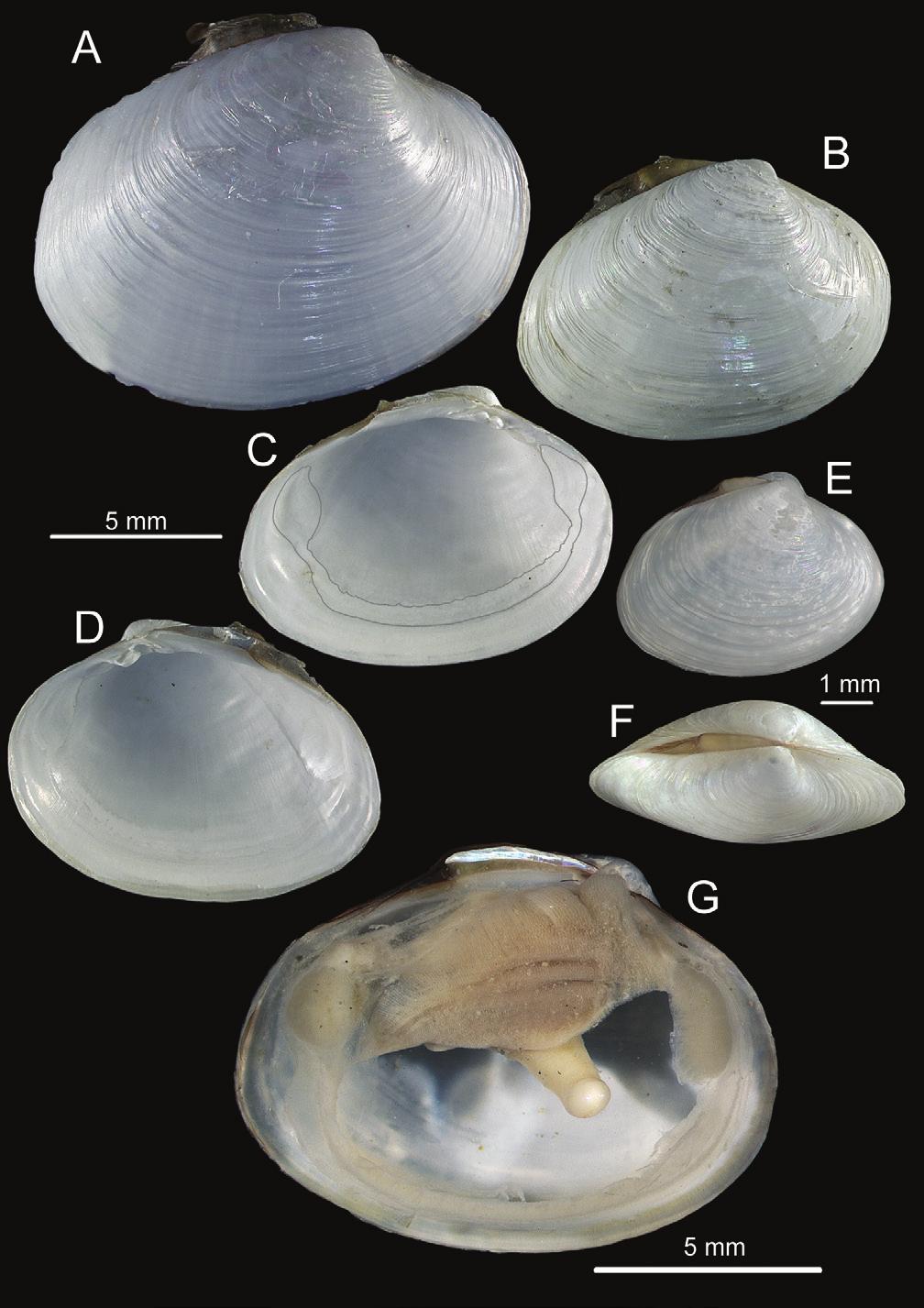 Chemosymbiotic bivalves from the Gulf of Cadiz 23 Figure 9. Isorropodon megadesmus sp. n. stn. 218, Captain Arutyunov MV.
