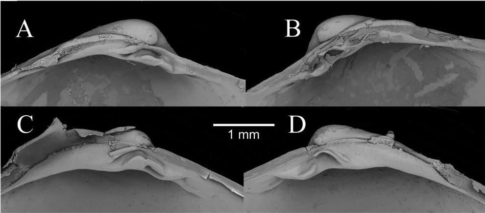 24 Graham Oliver et al. / ZooKeys 113: 1 38 (2011) Figure 10. Comparison between the hinge teeth of Isorropodon sp. indet. (A, B) and Isorropodon megadesmus sp. n. (C, D).