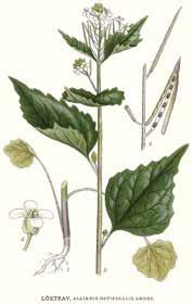 Chapter 2: Getting to Know Garlic Mustard Description and Classification Family: Brassicaceae (mustard family) Tribe: Thlaspideae Genus: Alliaria Species: petiolata Garlic mustard (Figures 2-1 and