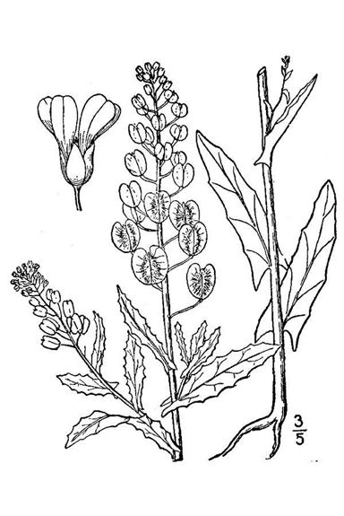 (Mary Ellen Harte, Bugwood.org) Garlic Mustard Biology Life History Overview Garlic mustard is an obligate biennial plant (it lives for two years).