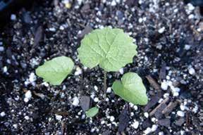 Garlic mustard seedlings develop into rosettes during the first summer of growth (Figure 2-7).