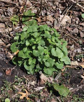 Plants overwinter in the rosette stage and remain green throughout the winter. Mature, second year bolting plant.