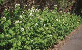 Garlic mustard plants can adapt to available light levels.