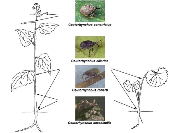 The remaining four species occupy different feeding niches on garlic mustard: Ceutorhynchus alliariae and C. roberti are stem-miners, C. scrobicollis is a root feeder, and C.