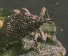 Ceutorhynchus scrobicollis Nerensheimer & Wagner Order: Coleoptera Family: Curculionidae Native Distribution Central and eastern Europe, extending to Ukraine and eastern Caucasus region.