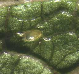 Ceutorhynchus scrobicollis feeding marks on garlic mustard rosette leaves. (Hariet L.