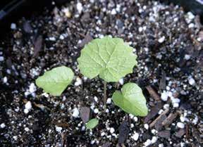 seedlings develop into rosettes with rounded leaves. The plant overwinters as a rosette and leaves remain green throughout the winter.