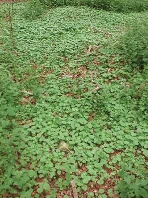 Since garlic mustard emerges earlier and goes dormant later than most desirable vegetation, it provides an application window for improved selectivity.