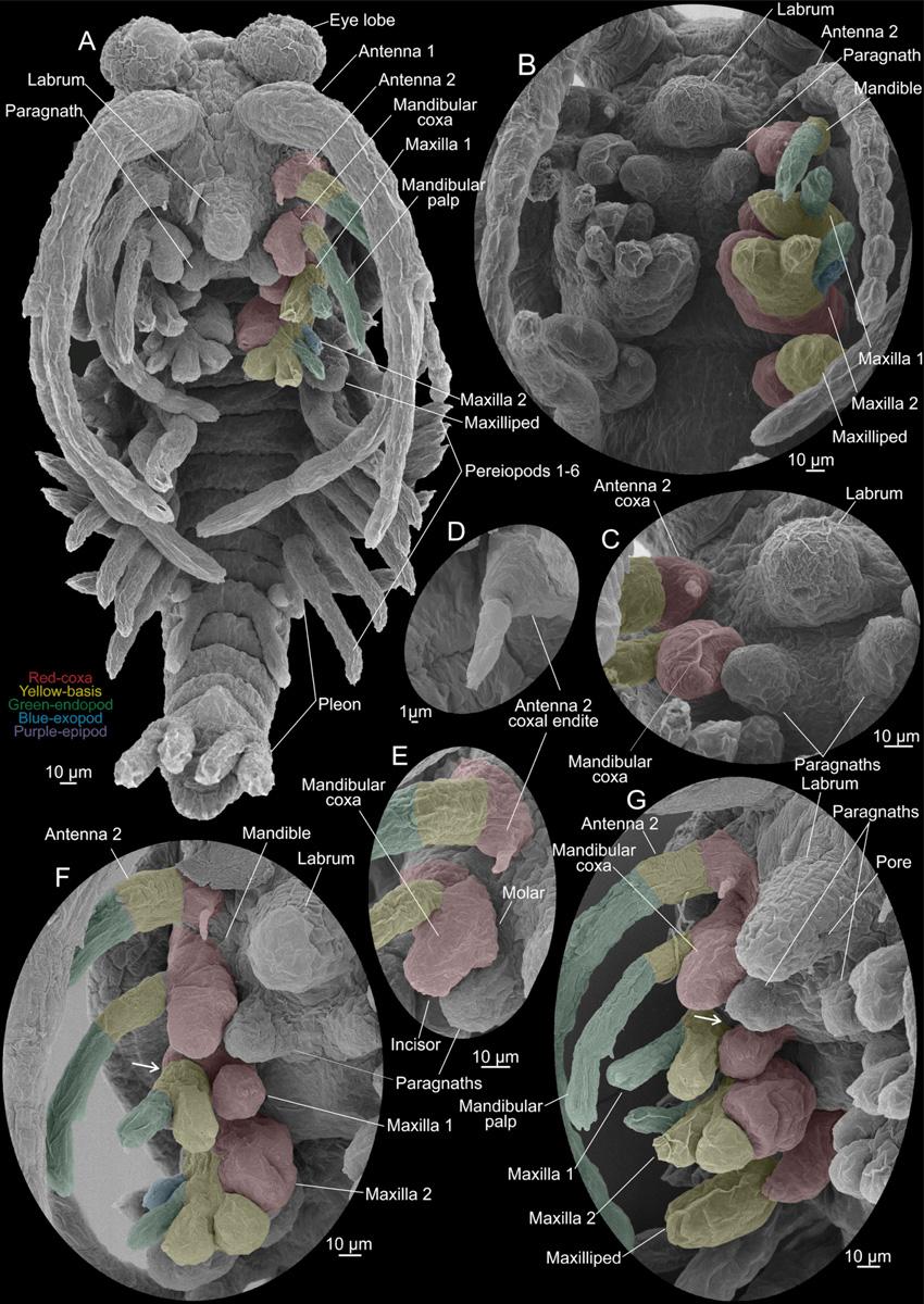 Fig 7. Tulumella unidens (Thermosbaenacea), scanning electron micrographs of late developmental stages removed from brood pouch of ovigerous female. A, whole view from ventral.