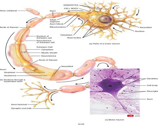 Peripheral Nerve II Amelyn Ramos