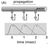 The action potential propagates (=regenerates) along the membrane in one direction.