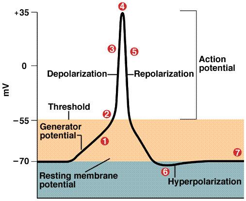 Phases of the Action Potential Absolute refractory period Relative refractory period Firing