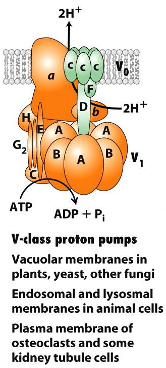 V-class H + pump lysosome & endosome 4 Figure 11.