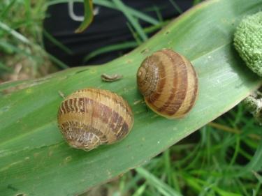 Class: Gastropoda The class gastropoda includes slugs and snails. The majority have a shell that the animal can withdraw its body into and are called snails.