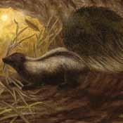 Groundhogs migrate to warmer climates in the winter