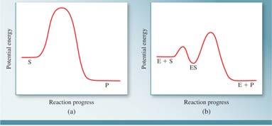 kinetics is complex, but can be simplified: E +